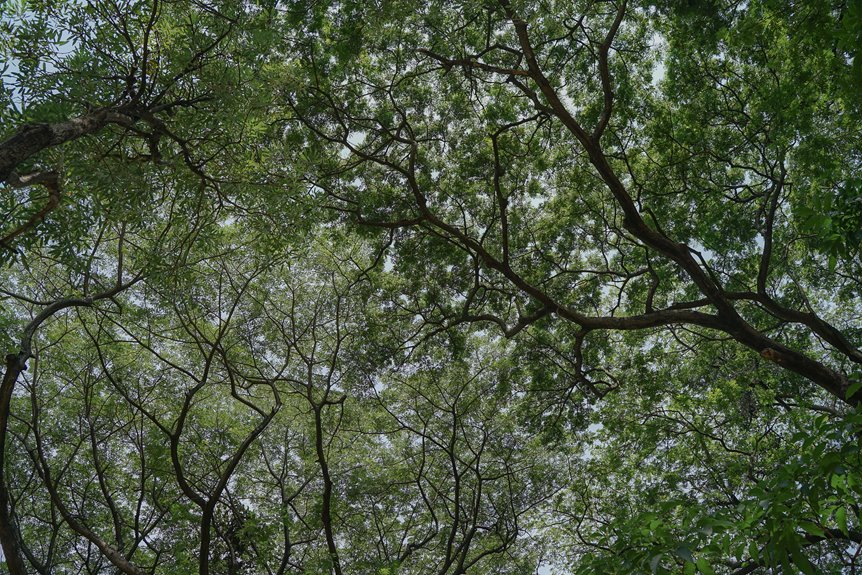 benefits of urban tree planting