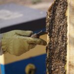 seven steps to safely remove bees
